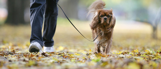 Hundlatrinerna – liten besparing som påverkar miljontals promenader