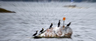 Konsekvenserna av en havererad fiskepolitik 