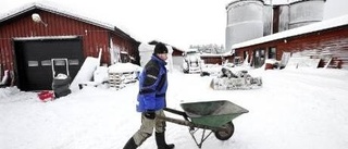 Gödselbråket lever vidare