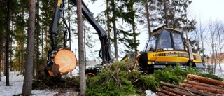 Skogen hotas av svampangrepp