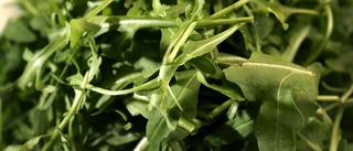 Ica återkallar rucola – spår av salmonella