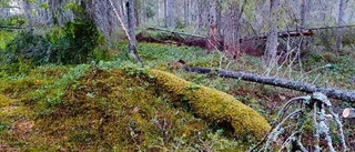 Naturskyddsföreningen ryter till om skogen på Degerberget