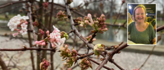 Ringvors förvåning – hittade blommande buske i december