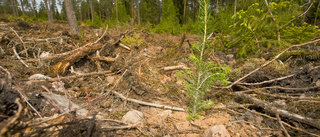 Unga i Östergötland behövs i skogen