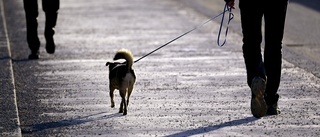  Goodiebag för hunden – här kan du sova med din fyrbenta vän