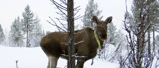 Kartlagda älgar förändrar tilldelning