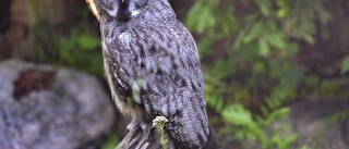 Bortflugen uggla tillbaka på Skansen