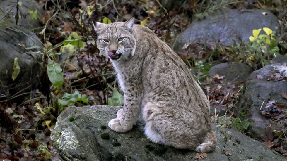 En katt hittades under helgen inne i lodjurens hägn på Skansen i Stockholm. Arkivbild.