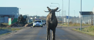 Älg jagades av polisen