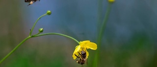 Aktion rädda insekterna