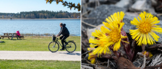 Glädjande beskedet efter många om och men – nu är "våren" här