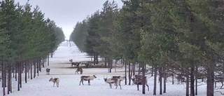 Hungriga renar i snön                      