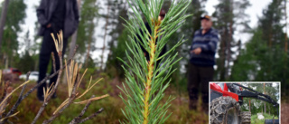 Skogsägaren som experimenterar – vill undvika kalhyggen