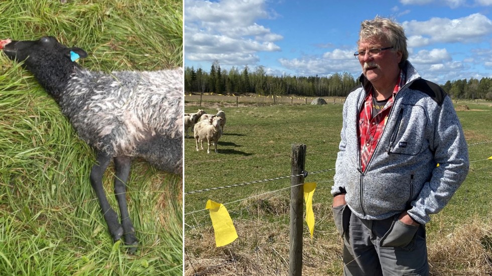 Natten till onsdagen inträffade en vargattack på en fårfarm utanför Heby. "Fruktansvärt", tycker fårägaren Lars Jansson. Detta är tredje gången han råkar ut för en vargattack. På staketet har Lars hängt upp så kallat lapptyg för att skrämma vargen.