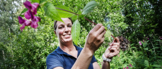  Watch out, Skellefteå! Giant plant's invasive advance