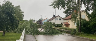 Träd föll tvärs över villagata – bilar fick vända