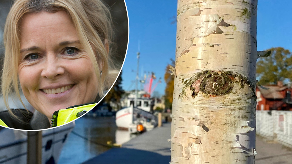 Parkingenjör Maria Johansson berättar att glasbjörkarna som ersätter vårtbjörkarna som tagits ner är tåligare för Trosas förhållanden.