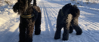 Live från snölandskapet – är du ute bland snömassorna?