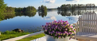 Läsarbilden: Sommarblommor