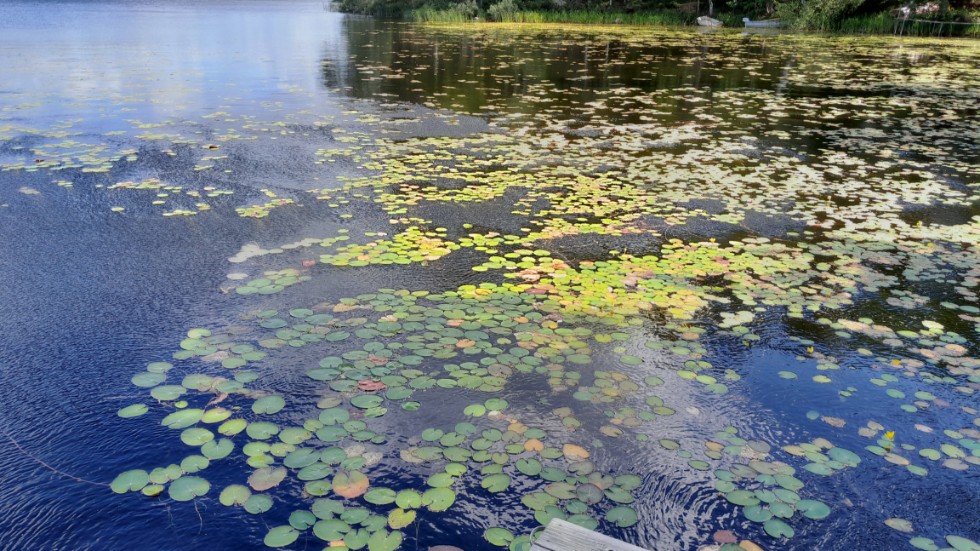 Ett litet bestånd av sjögull i sjön Västjuten som man ska försöka få bukt med i slutet av sommaren.