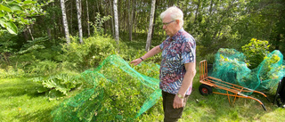 Makarnas sommarbär blir hjortmat: "De är vackrast på håll"