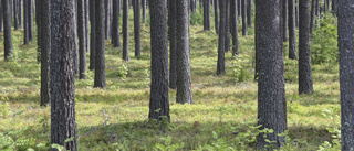 Mer pengar till naturvård och friluftsliv