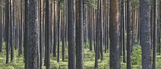 Skogsbruk eller konsten att svälta ut vår älgstam