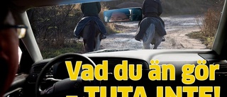 Tänk på det här när du möter en häst i trafiken