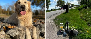 Hunden Kazoo dog i trafikolyckan: "Han var mitt allt"