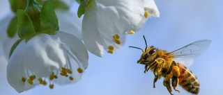 Insekter behövs i totalförsvaret