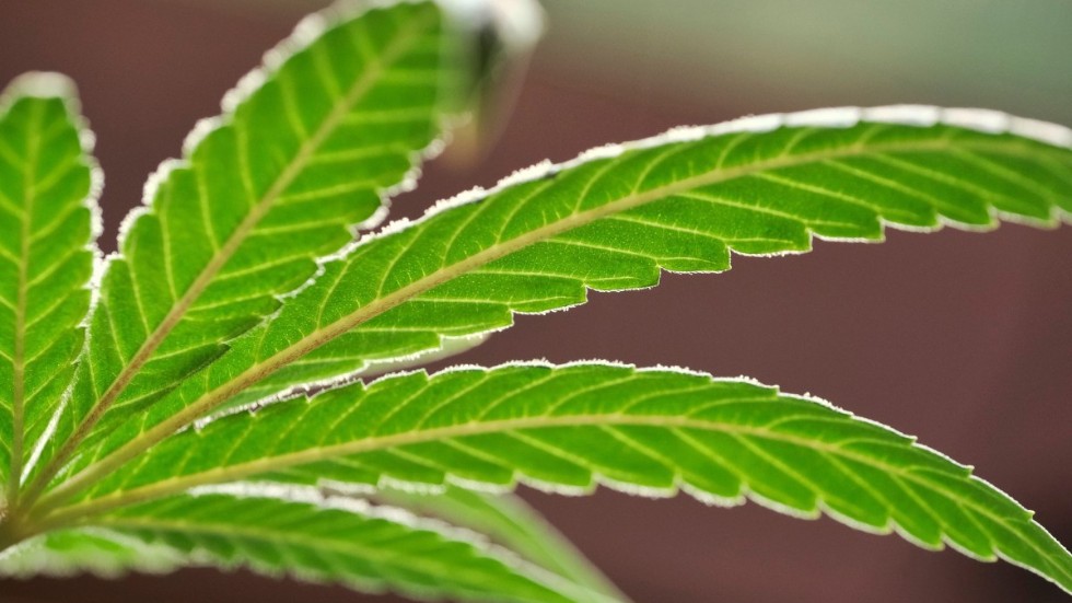 Cannabis är ett samlingsnamn för hasch och marijuana som kommer ifrån växten Cannabis Sativa.