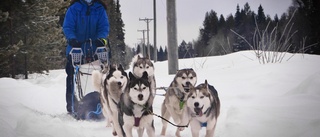 Häftigaste praoplatsen: Frida från Stavaträsk spenderar dagarna med 37 huskies • ”Älskar hundar”