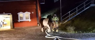 Misstänkt för stallbrand släppt