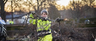 Fallna träd men få insatser efter Gydas framfart i natt: "Nu har vindarna kulminerat"