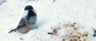 Ovanlig gäst vid fågelbord i Boden