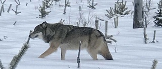 Vargen i Arvidsjaur är försvunnen