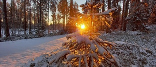 Läsarbilden: Sol och snö        