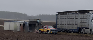 Flera grisar döda efter att djurtransport vält