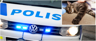 Familj tog in katten på röntgen – upptäckte att den skjutits 