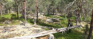 Flera nya naturreservat föreslås i närheten av Skellefteå