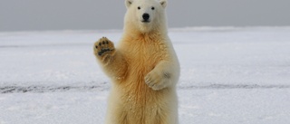 "They expected to see polar bears stranded on ice floes"