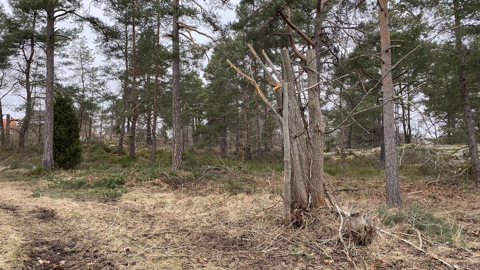 Röjning skog västervik 