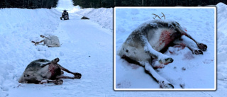 Renar dödade nära rallysträcka i Västerbotten: ”Fattig på ord”