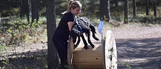 Piteås första hinderlopp för hundar avklarat