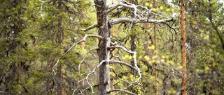 Beslut i dag: Skyddsvärd skog inventeras