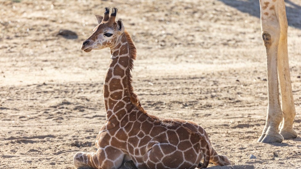 Giraffen Msituni den 8 april.