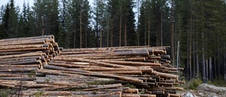 Skogsbranschen slår larm: "Missnöje bland gotlänningar"