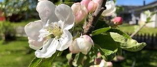 Läsarbilden: Så vacker äppelblomma 