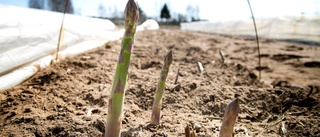 Mycket lägre temperatur än vanligt – skördar kan försvinna