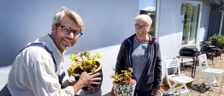 Tantblomma eller trend? • Gunilla lär oss knepen för att lyckas med pelargonerna: ”Man kan inte få för många”